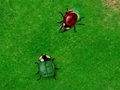 Beetle Wars untuk bermain online