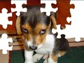 Lucu Dog Puzzle untuk bermain online