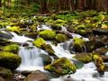 Hutan Air Terjun untuk bermain online