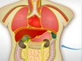 Organ Transplantasi 2 untuk bermain online