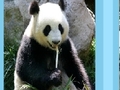 Panda puzzle untuk bermain online