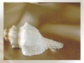 Sea shell untuk bermain online