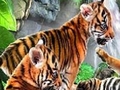 Lucu harimau untuk bermain online