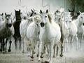 White Horse Jigsaw untuk bermain online